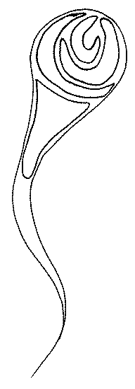 Drawing of Comet?